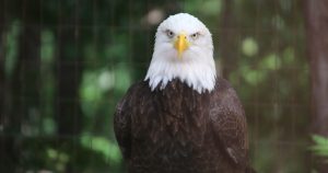 Bald Eagle | Ellisville, MO