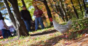 Rooster standing on the ground with a blurred background of trees and people. | Ellisville, MO