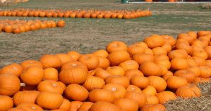 Pumpkin patch