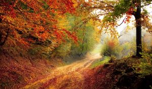 Narrow road winding through a colorful forest. 